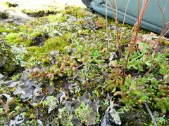 Sedum