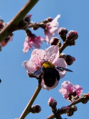 Xylocopa pubescens