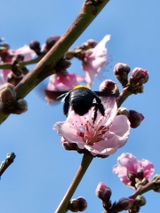Xylocopa pubescens