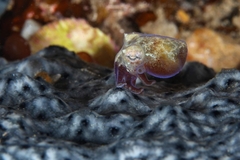 Euprymna