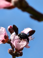 Xylocopa pubescens