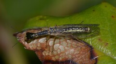 Xanthostigma
