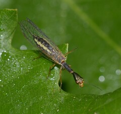 Xanthostigma
