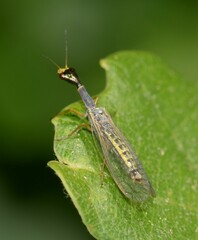 Xanthostigma