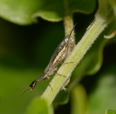 Xanthostigma
