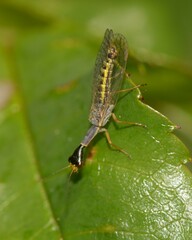 Xanthostigma