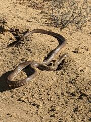 Pseudonaja aspidorhyncha