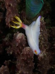 Hypselodoris bullockii