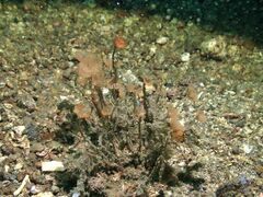 Bugulidae