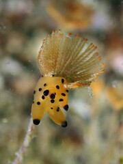 Thecacera