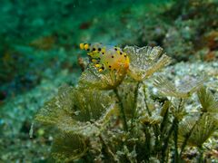 Thecacera