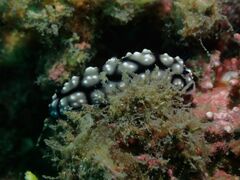 Phyllidiella