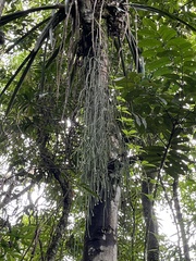 Rhipsalis