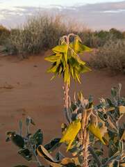 Crotalaria cunninghamii