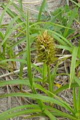Carex macrocephala