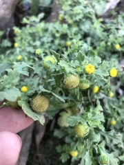 Grangea maderaspatana