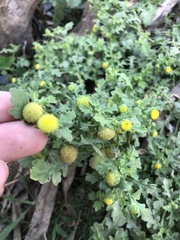 Grangea maderaspatana