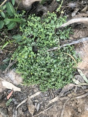 Grangea maderaspatana