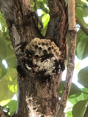 Polistes sagittarius