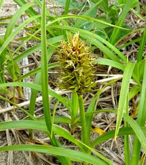 Carex macrocephala