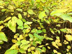Spiraea chamaedryfolia