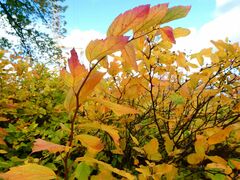 Spiraea chamaedryfolia
