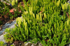 Diphasiastrum sitchense