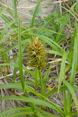 Carex macrocephala