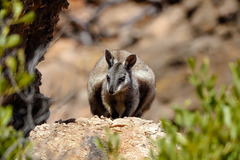 Petrogale lateralis