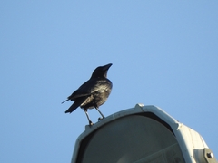 Corvus corone