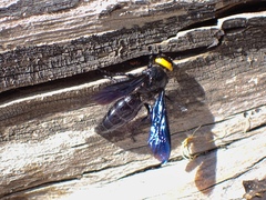 Scolia verticalis