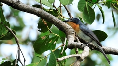 Myiagra ruficollis