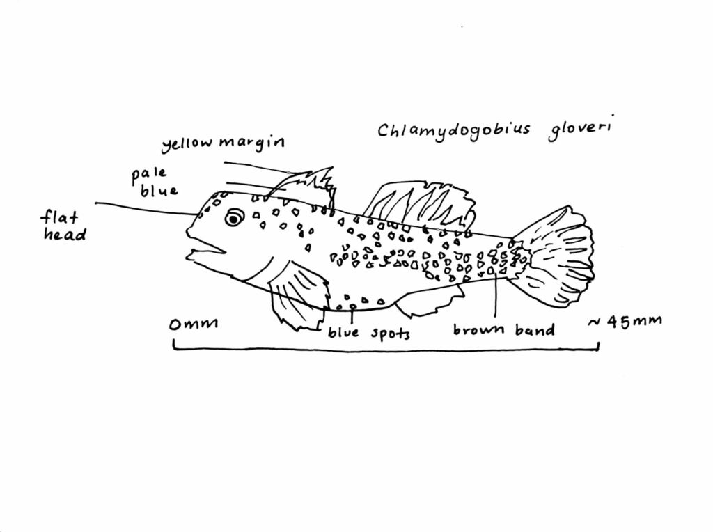 Dalhousie Goby