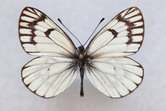 Aporia leucodice