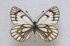 Aporia leucodice