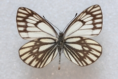 Aporia leucodice