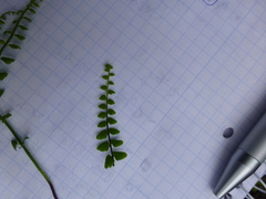 Asplenium trichomanes
