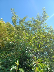 Cerasus