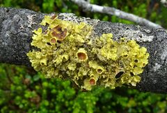 Vulpicida juniperinus