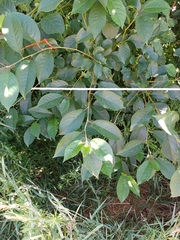 Cerasus