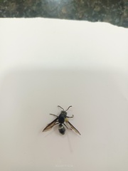 Hymenoptera