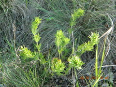 Veronica austriaca jacquinii