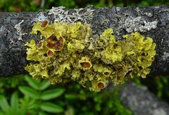 Vulpicida juniperinus