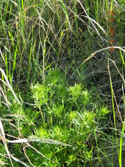 Veronica austriaca jacquinii