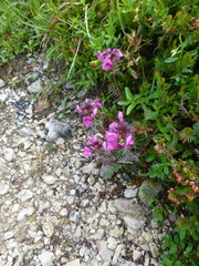 Pedicularis rostratocapitata