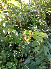 Cerasus