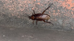 Periplaneta brunnea