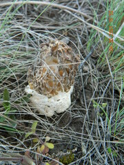 Morchella steppicola
