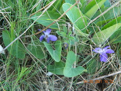 Viola ambigua