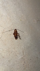 Periplaneta brunnea